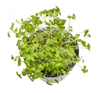 top view of living green mustard cress in pot isolated on white background
