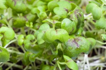 natural background - foliage of green mustard cress close up