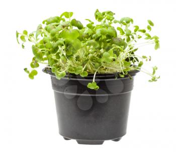 side view of living green mustard cress in pot isolated on white background
