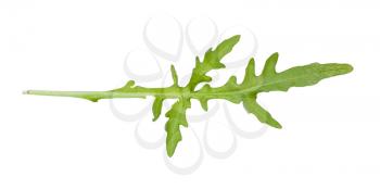 back side of green leaf of Arugula (rocket, eruca, rucola) plant isolated on white backgroud