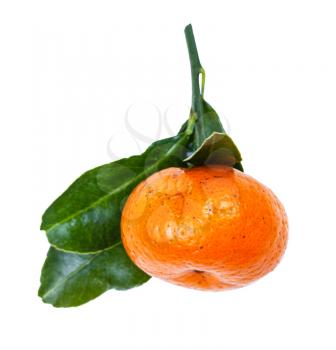 ripe fresh Abkhazian mandarine on green twig isolated on white background