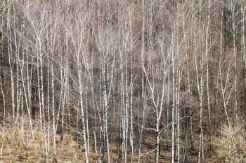 natural background - above view of bare birch grove in forest on sunny March day