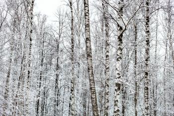 bare birch trees in snowy forest of Timiryazevsky park in Moscow city on winter day