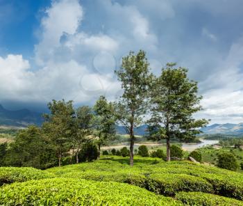 Kerala India travel background - green tea plantations in Munnar, Kerala, India