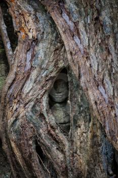 Travel Cambodia concept background - ancient statue covered under tree roots, Ta Prohm temple, Angkor, Cambodia