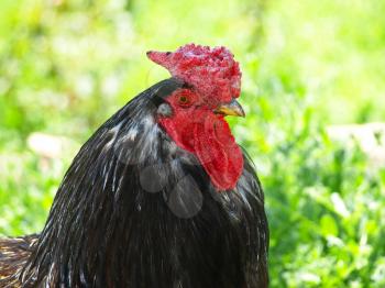 Black cock head taken closeup.