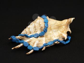 Seashell and turquoise beads on a background of black cloth.