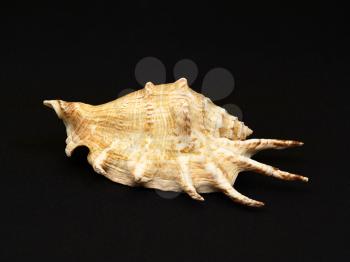 Seashell on a background of black cloth.