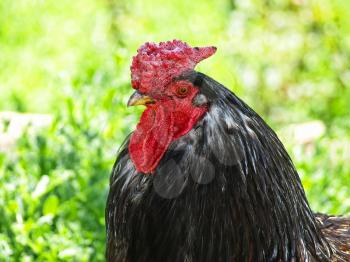 Black rooster head on green grass background taken closeup.