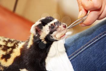 Human hand with tweezers feeds Marbled polecat (Vormela peregusna).Was classified as a vulnerable species in the IUCN Red List.