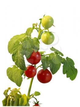Ripe cherie tomatoes on branch isolated on white background taken closeup.