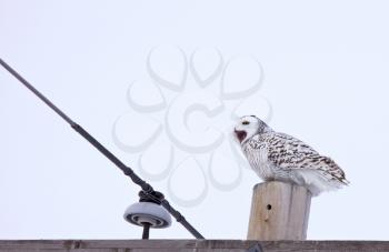 Snowy Owl in Winter in Saskatchewan Canada