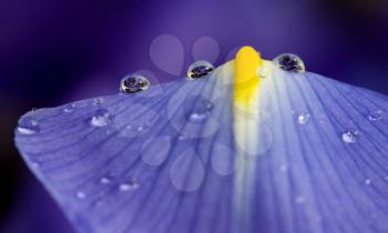 Close Up Iris macro water drops in studio
