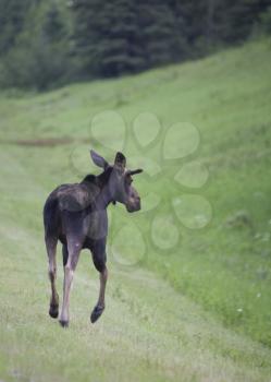 Young Bull Moose on roadside Manitoba Canada