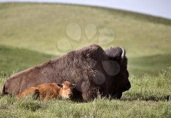 American Bison and baby prairie Saskatchewan Canada