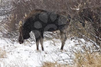 Bull Moose in Winter Saskatchewan Canada close up