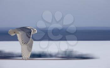 Snowy Owl in Flight winter Saskatchewan Canada