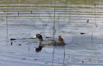 Coot or Waterhen with babies chicks young