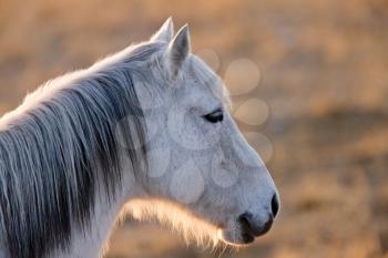 Horse at sunset in Saskatchewan Canada at sunset