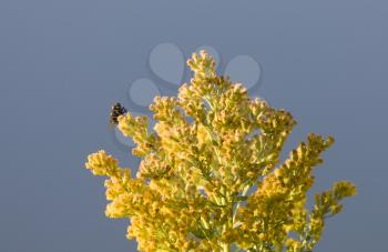 Bee on Yellow Flower wild weed Alberta Canada