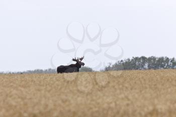 Bull Moose in Saskatchewan Prairie wheat bush