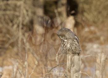 Great Gray Owl Manitoba Canada