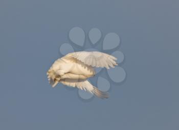 Snowy Owl Saskatchewan Canada in Flight