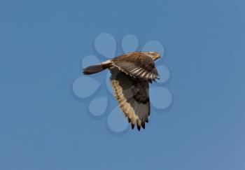 Red Tailed Hawk in Flight