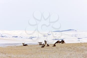 Whitetail Deer in Winter