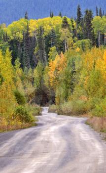 Aspen trees in autumn along mountain road
