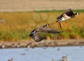 Canada Geese taking flight from Prairies pond