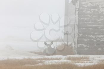 Deer in the Mist running Saskathewan Canada