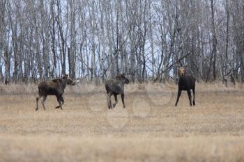 Cow and 2 Calf Moose in Field Saskatchewan Canada