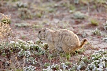 Prairie Dog in the Grasslands Saskatchewan