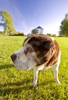Saint Bernard dog on Hecla Island Manitoba