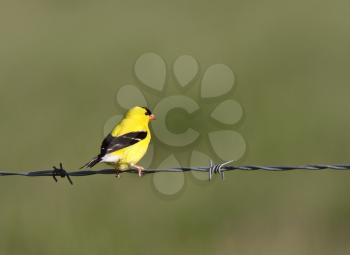 American Goldfinch perched on wire