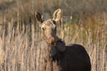 Young female moose on Hecla Island in Manitoba