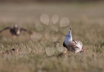 Sharp tailed Grouse at lek finding dominate male