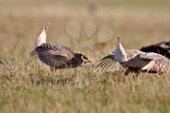 Sharp tailed Grouse at lek finding dominate male