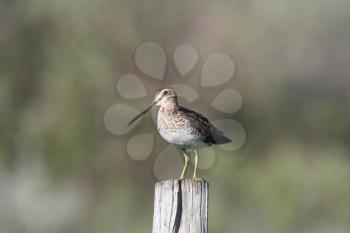 Common Snipe on fence post