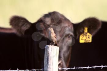 Songbird on fence post with cow in background