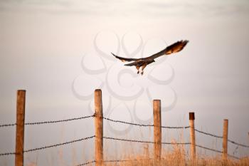 Swainson's Hawk taking flight from fence post