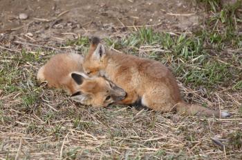 Two Red Fox pups playing outside their den