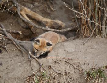 Red Fox pup outside its den