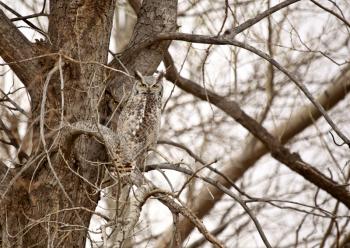 Two Great Horned Owls perched in tree