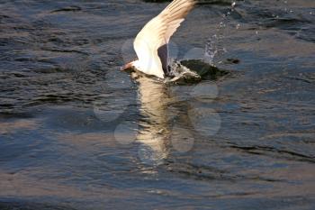 Forster's Tern diving into water after insects