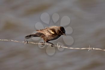 Immature Red Winged Blackbird perched on barbed wire strand