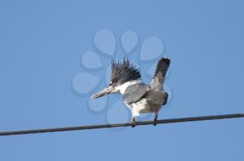 Belted Kingfisher on overhead wire