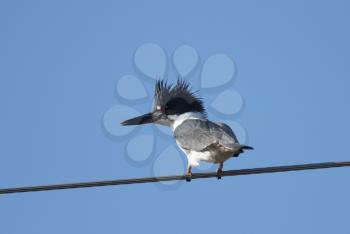 Belted Kingfisher on overhead wire
