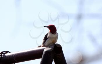 Woodpecker Stock Photo